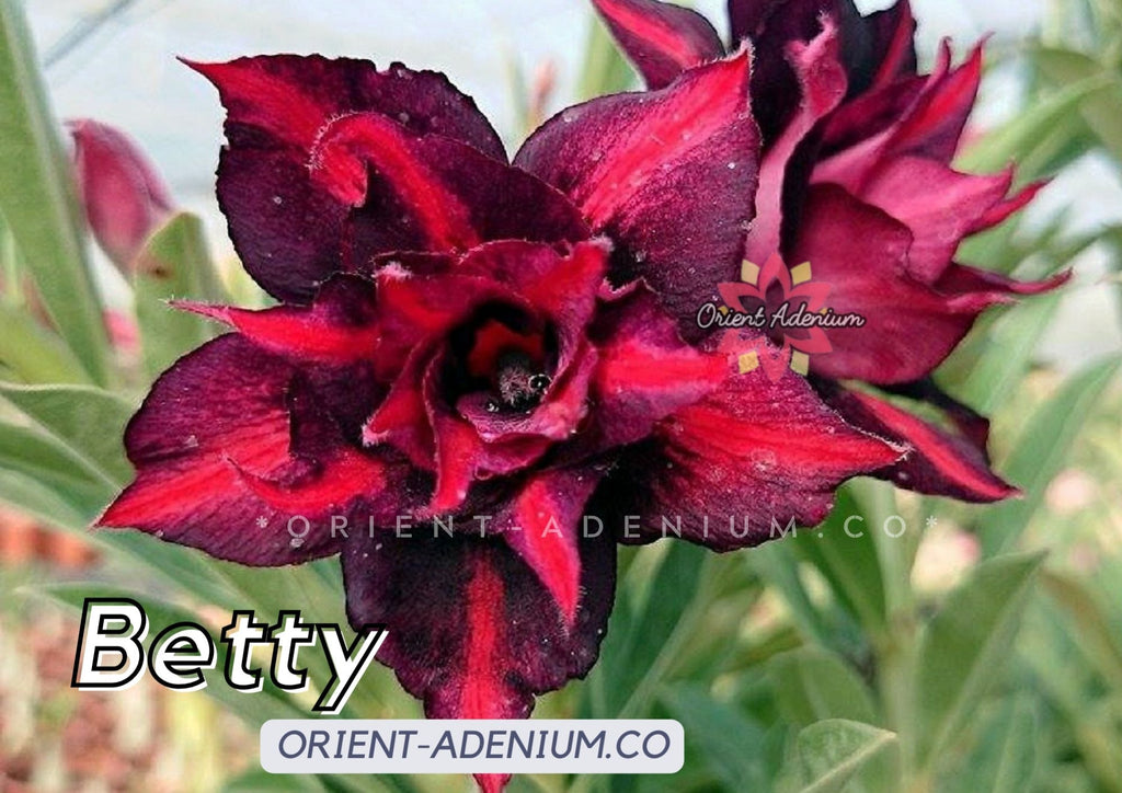 Adenium obesum Betty Grafted plant