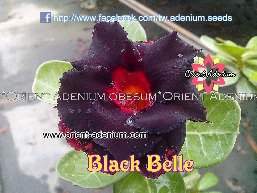 Adenium obesum Black Belle Grafted plant