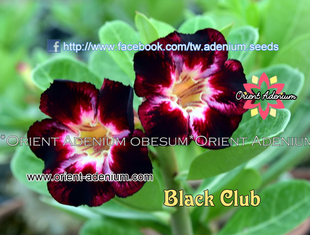 Adenium obesum Black Club Grafted plant