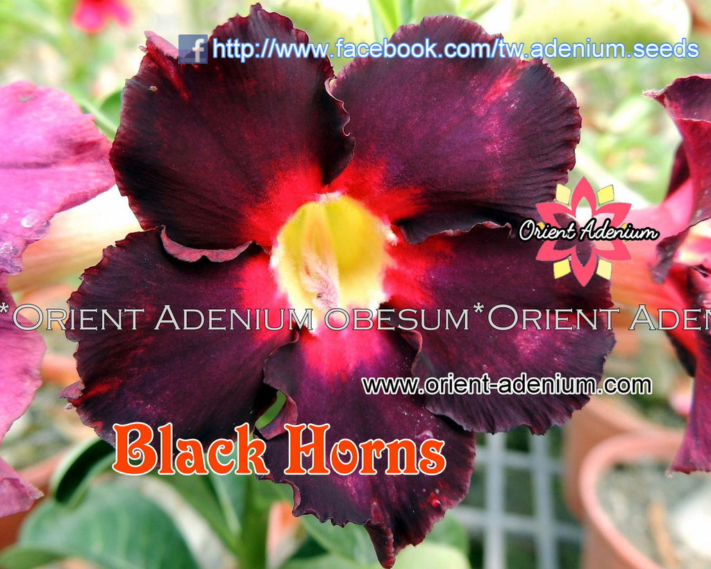 Adenium obesum Black Horns Grafted plant