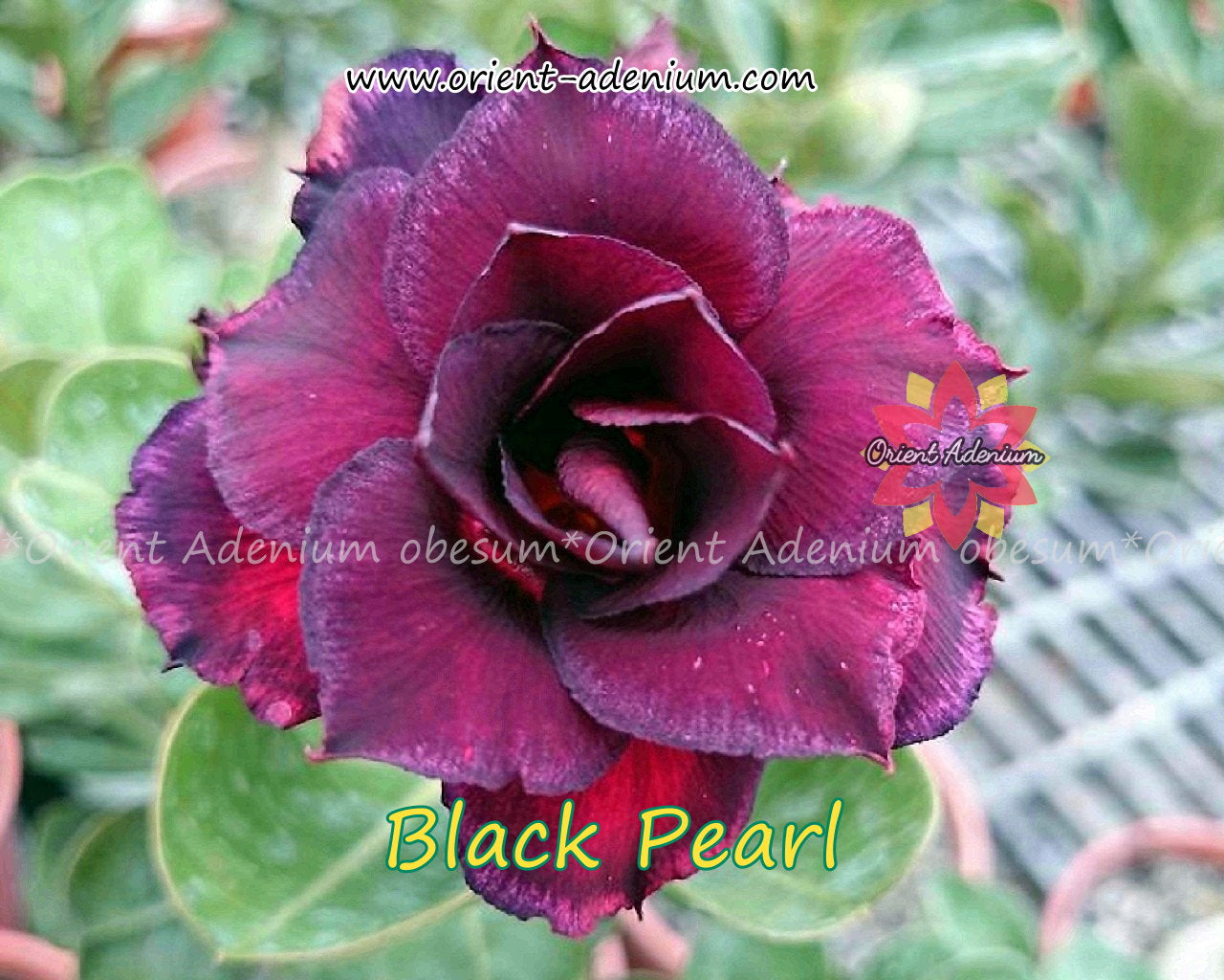 black pearl rose seeds Adenium obesum Black Pearl seeds