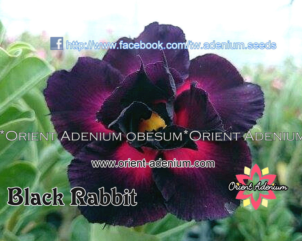 Adenium obesum Black Rabbit Grafted plant