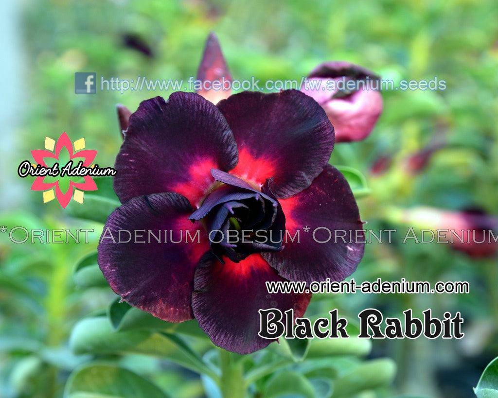 Adenium obesum Black Rabbit seeds