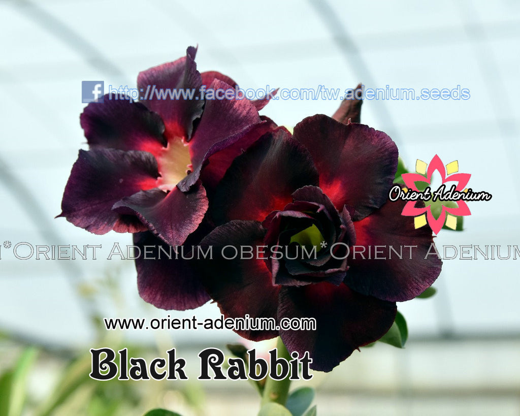 Adenium obesum Black Rabbit seeds