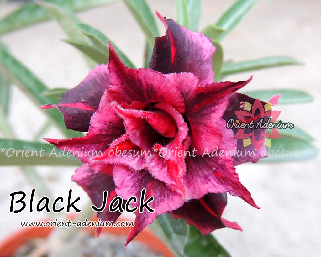 Adenium obesum Black Jack Grafted plant