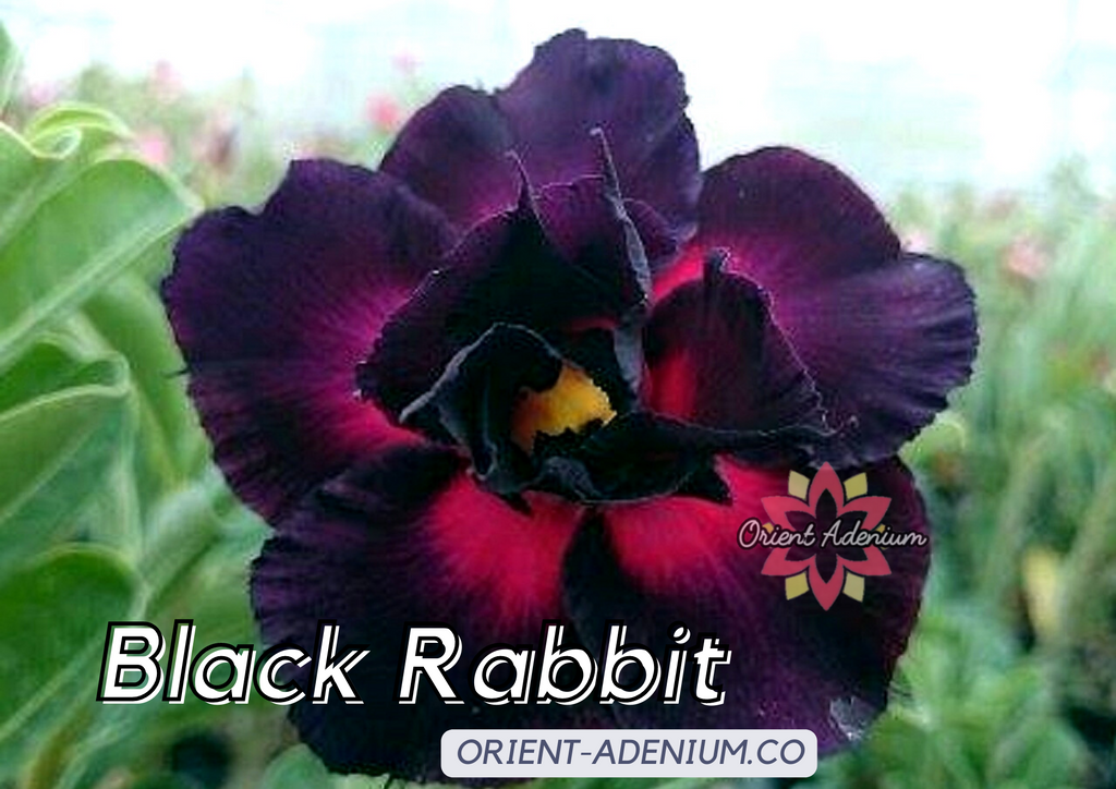 (CROSS BREED) Adenium obesum "Black Rabbit" X "Black Widow"  seeds