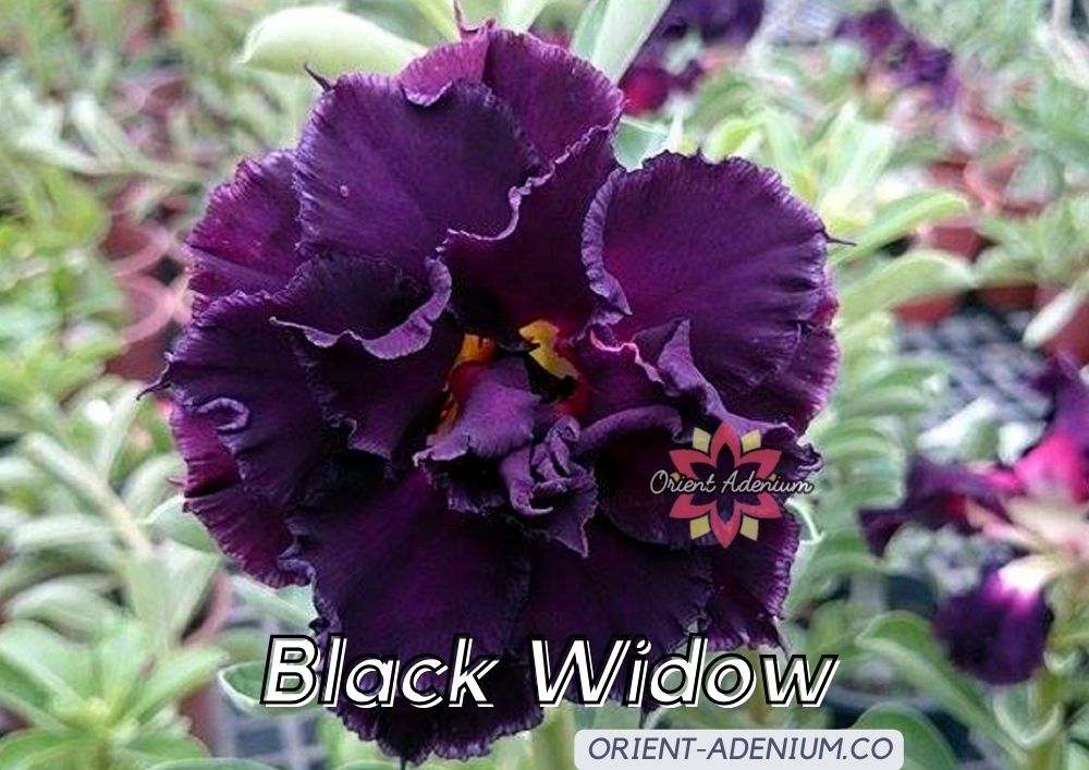 (CROSS BREED) Adenium obesum "Black Widow" X  "Indigo Glaze" seeds