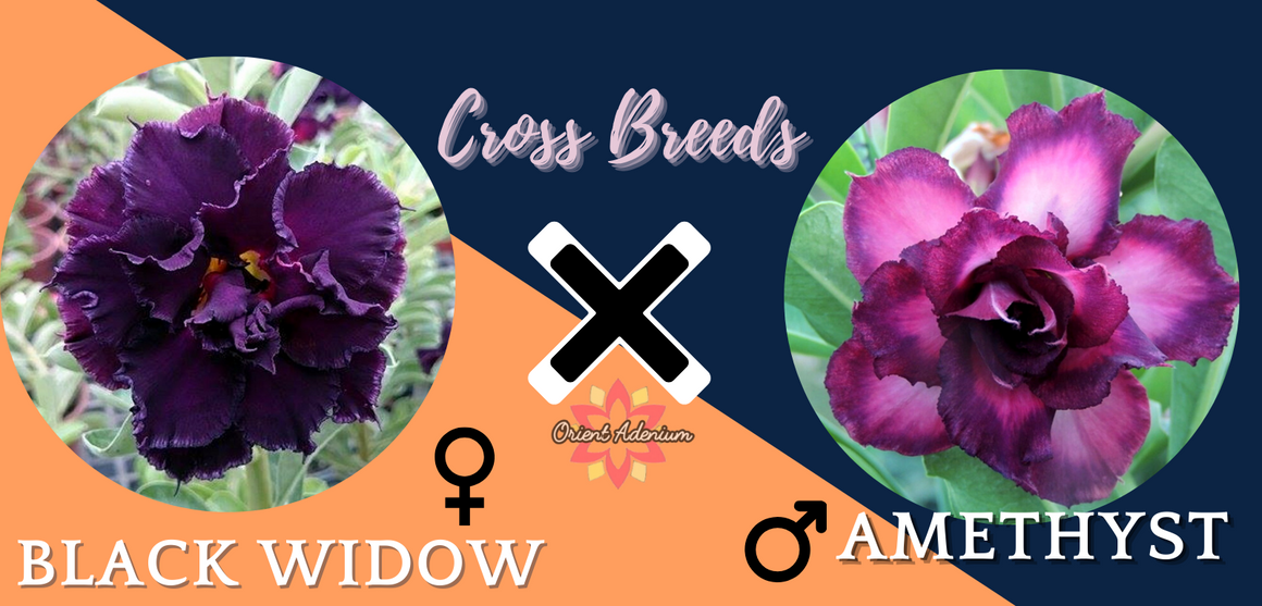 (CROSS BREED) Adenium obesum "Black Widow" X "Amethyst" seeds