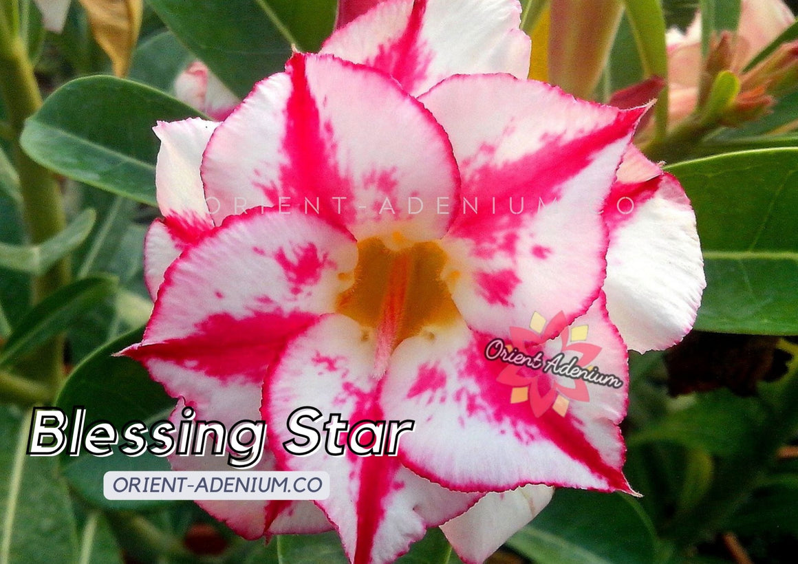 Adenium obesum Blessing Star seeds