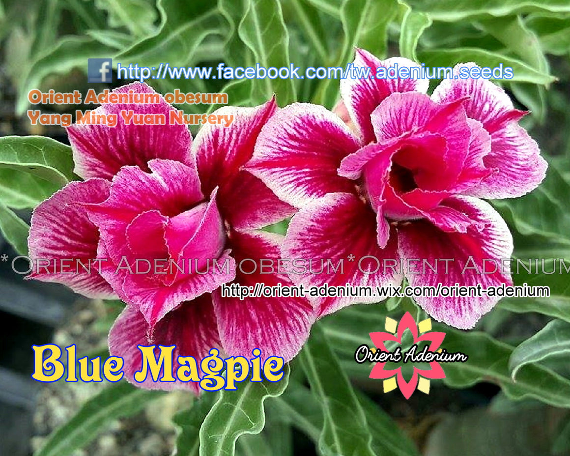 Adenium obesum Blue Magpie Grafted plant