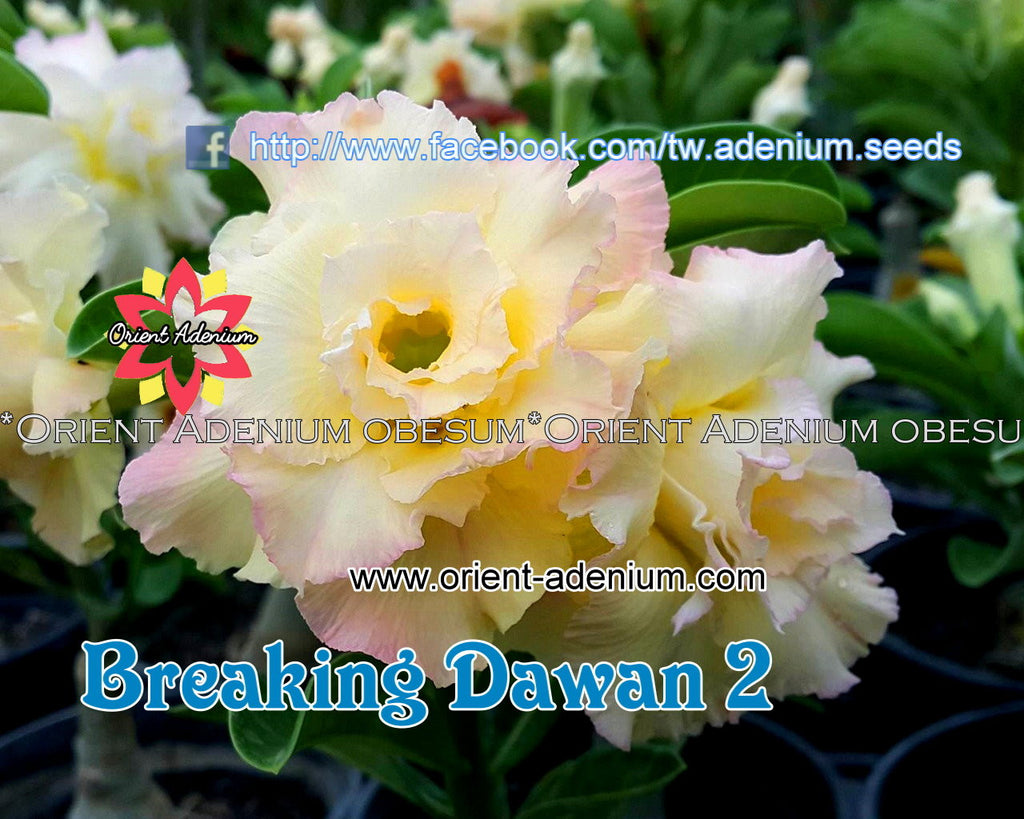 Adenium obesum Breaking Dawn II Grafted plant