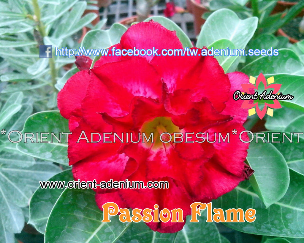 Adenium obesum Passion Flame seeds
