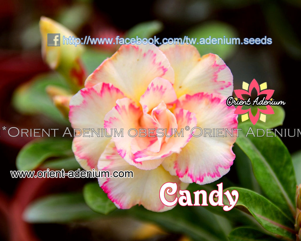 Adenium obesum Candy Grafted plant