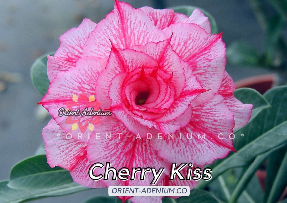 Adenium obesum Cherry Kiss seeds