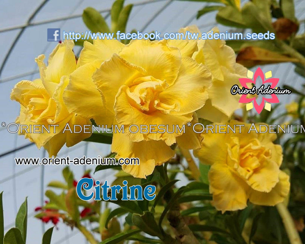 Adenium obesum Citrine Grafted plant
