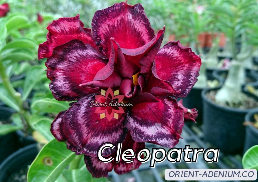 (CROSS BREED) Adenium obesum "Indigo Glaze" X "Cleopatra" seeds