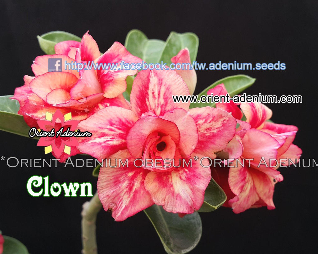 Adenium obesum Clown seeds