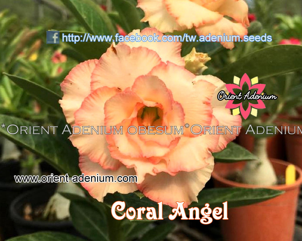 Adenium obesum Coral Angel seeds
