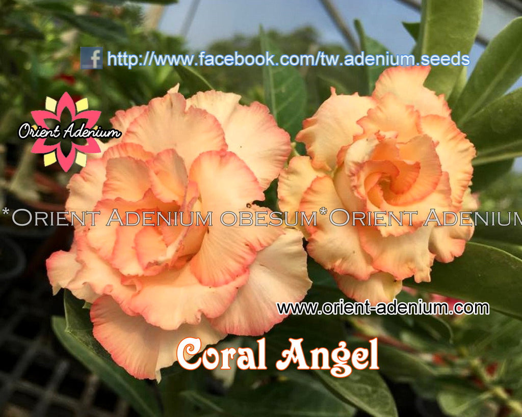 Adenium obesum Coral Angel seeds
