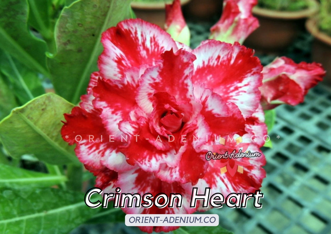 Adenium obesum Crimson Heart seeds