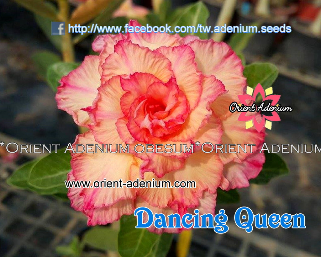 Adenium obesum Dancing Queen Grafted plant