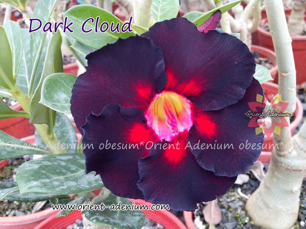 Adenium obesum Dark Cloud Grafted plant