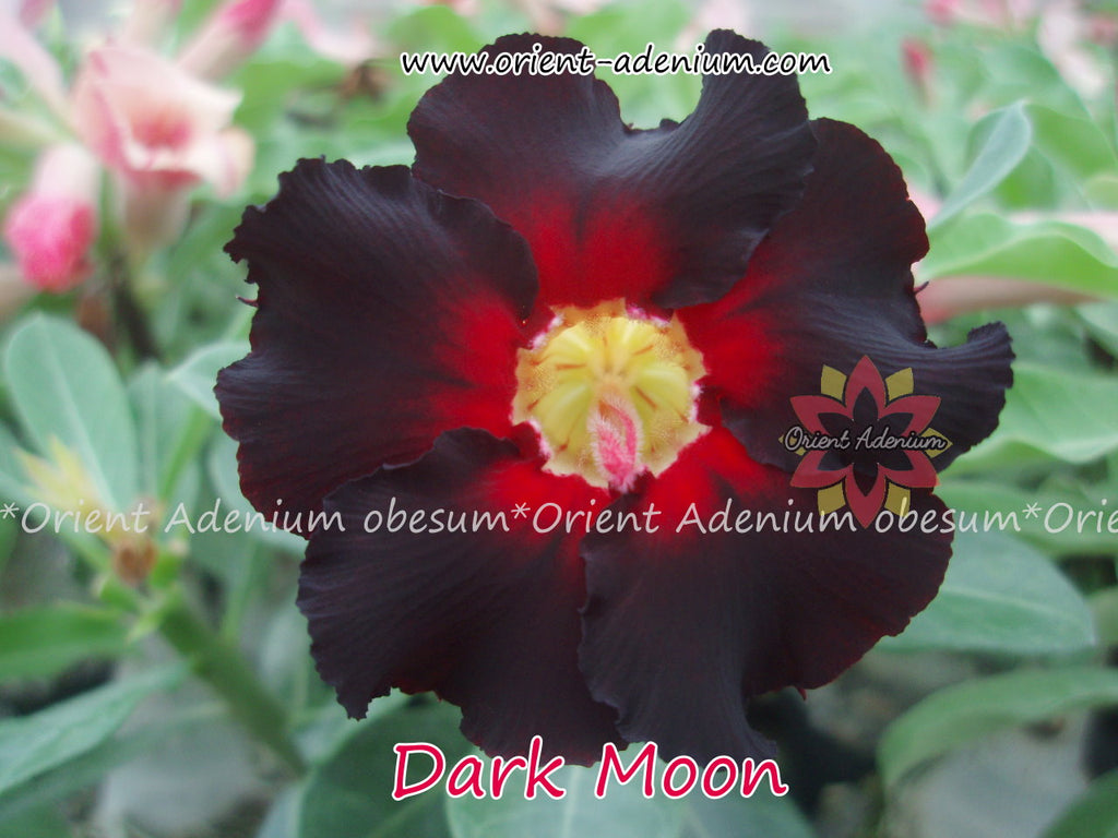 Adenium obesum Dark Moon seeds