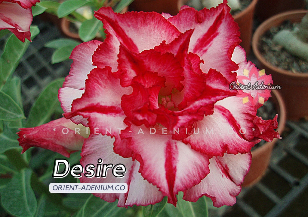 Adenium obesum Desire Grafted plant