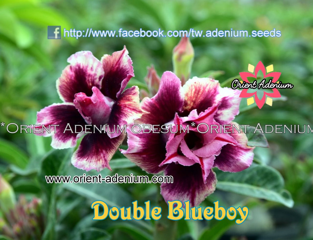 Adenium obesum Double Blueboy 15  seeds