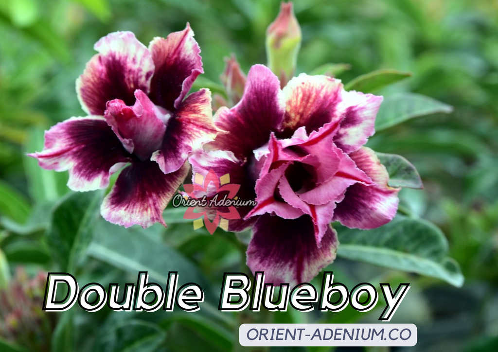 (CROSS BREED) Adenium obesum "Double Blueboy" X  "Amethyst" seeds