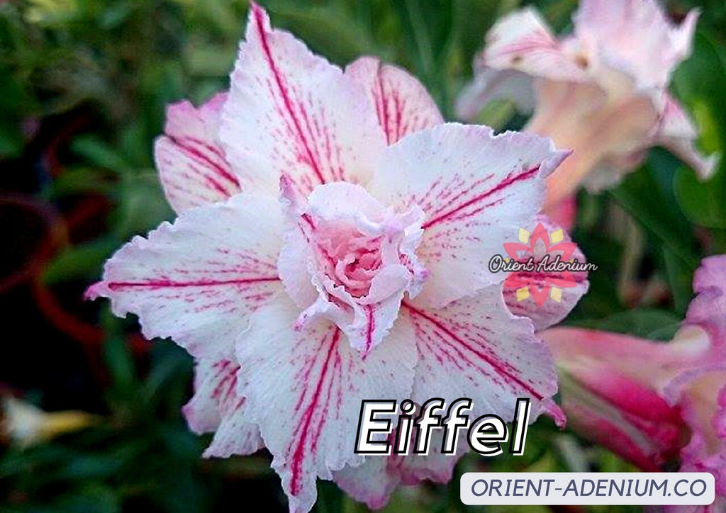 (CROSS BREEDS) Adenium obesum "Eiffel" X "Bertha" seeds