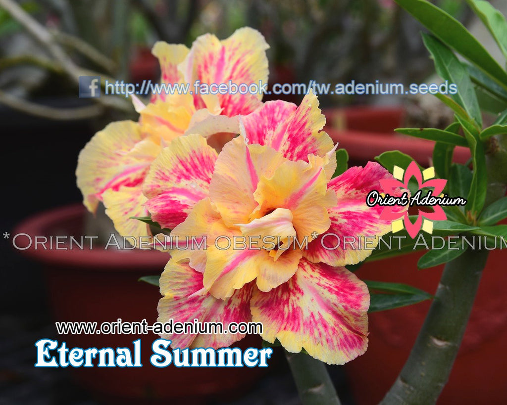 Adenium obesum Eternal Summer seeds