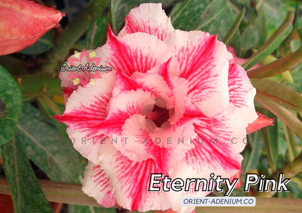 Adenium obesum Eternity Pink seeds