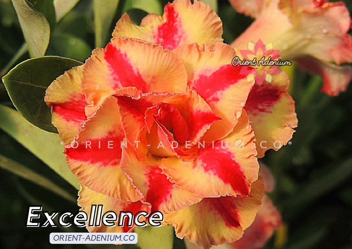 Adenium obesum Excellence Grafted plant