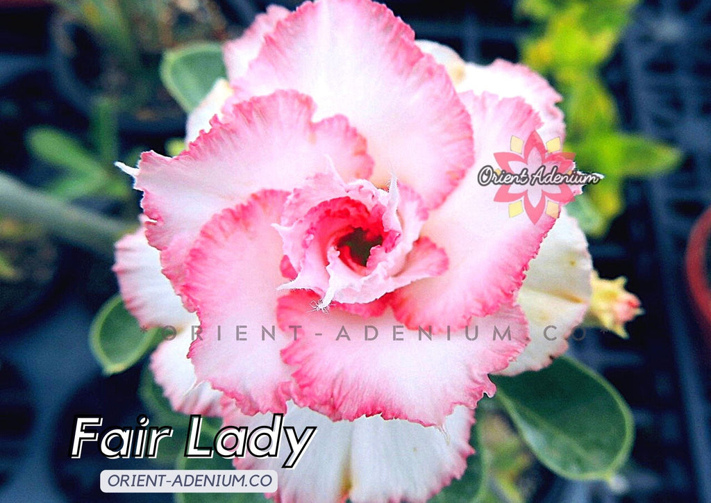 Adenium obesum Fair Lady seeds