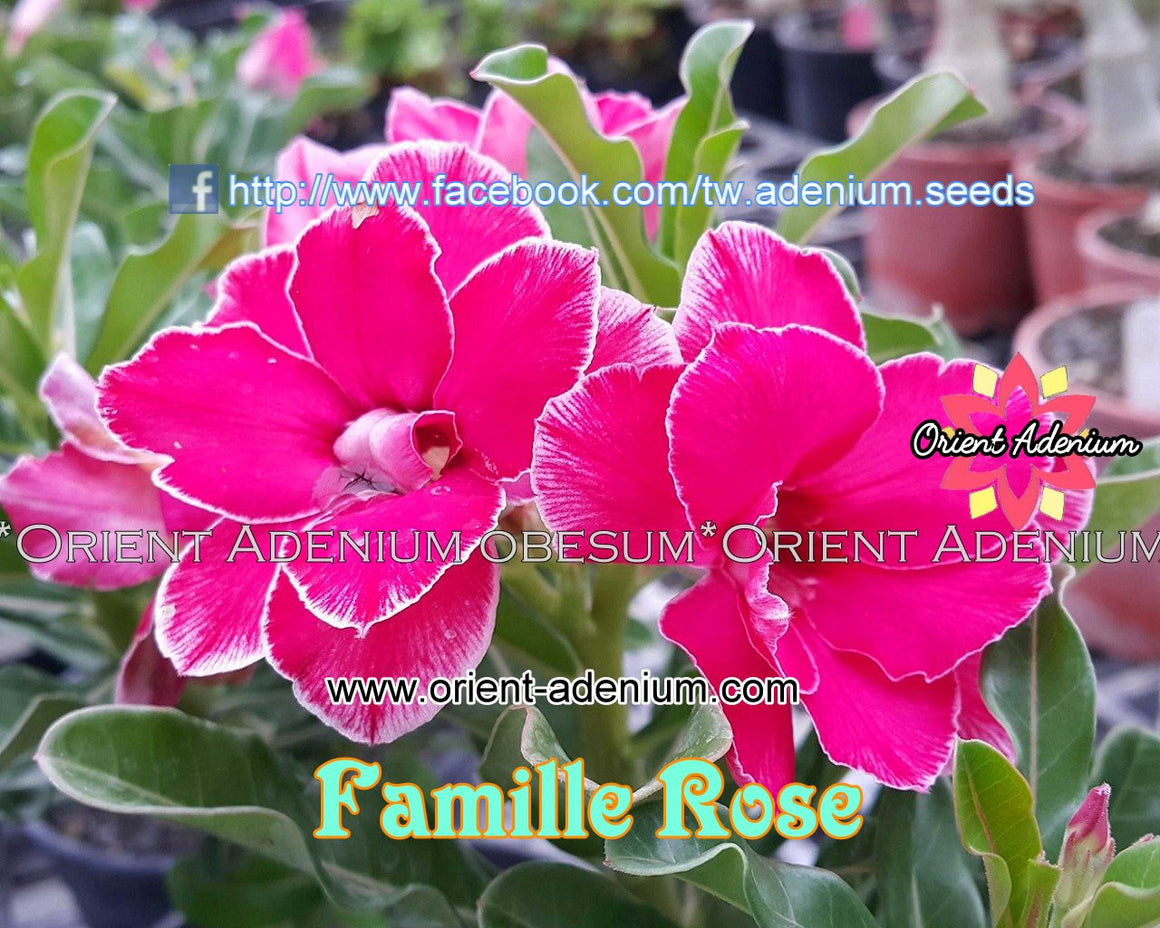 Adenium Swazicum Famille Rose Grafted plant