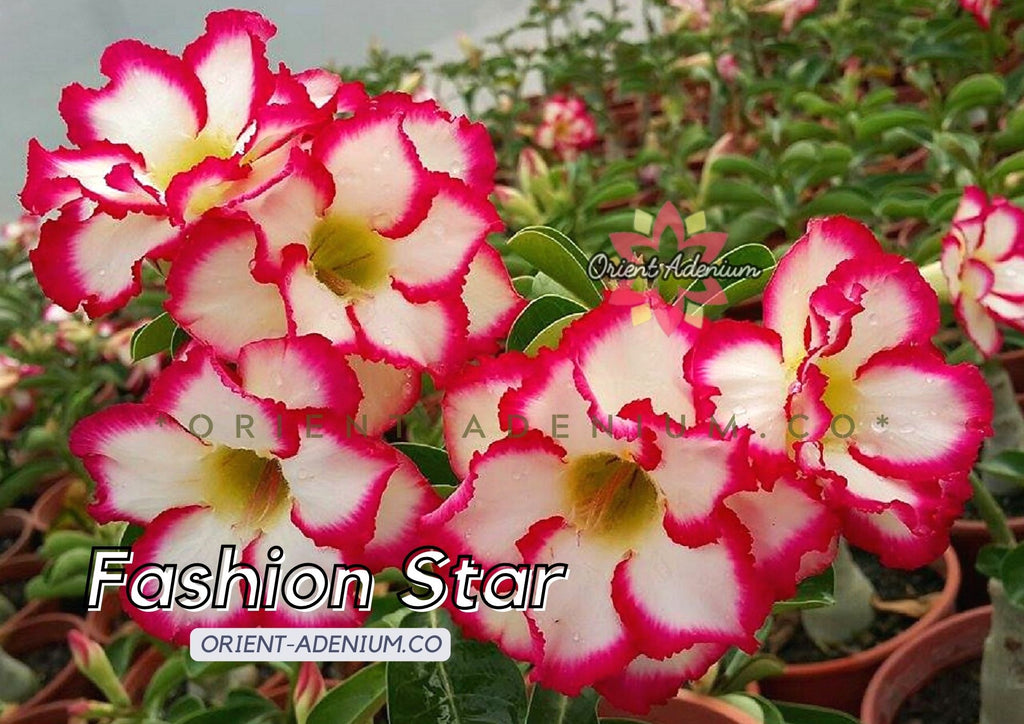 Adenium obesum Fashion Star Grafted plant