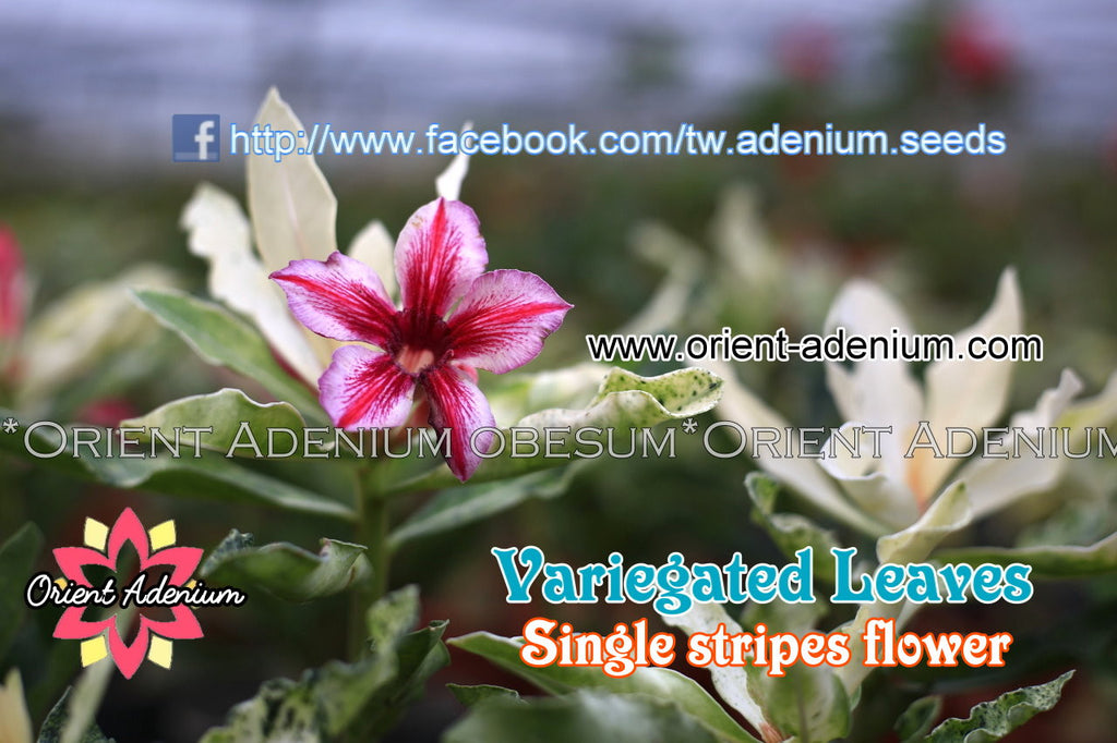 Adenium Variegated Single Stripe Grafted Plant