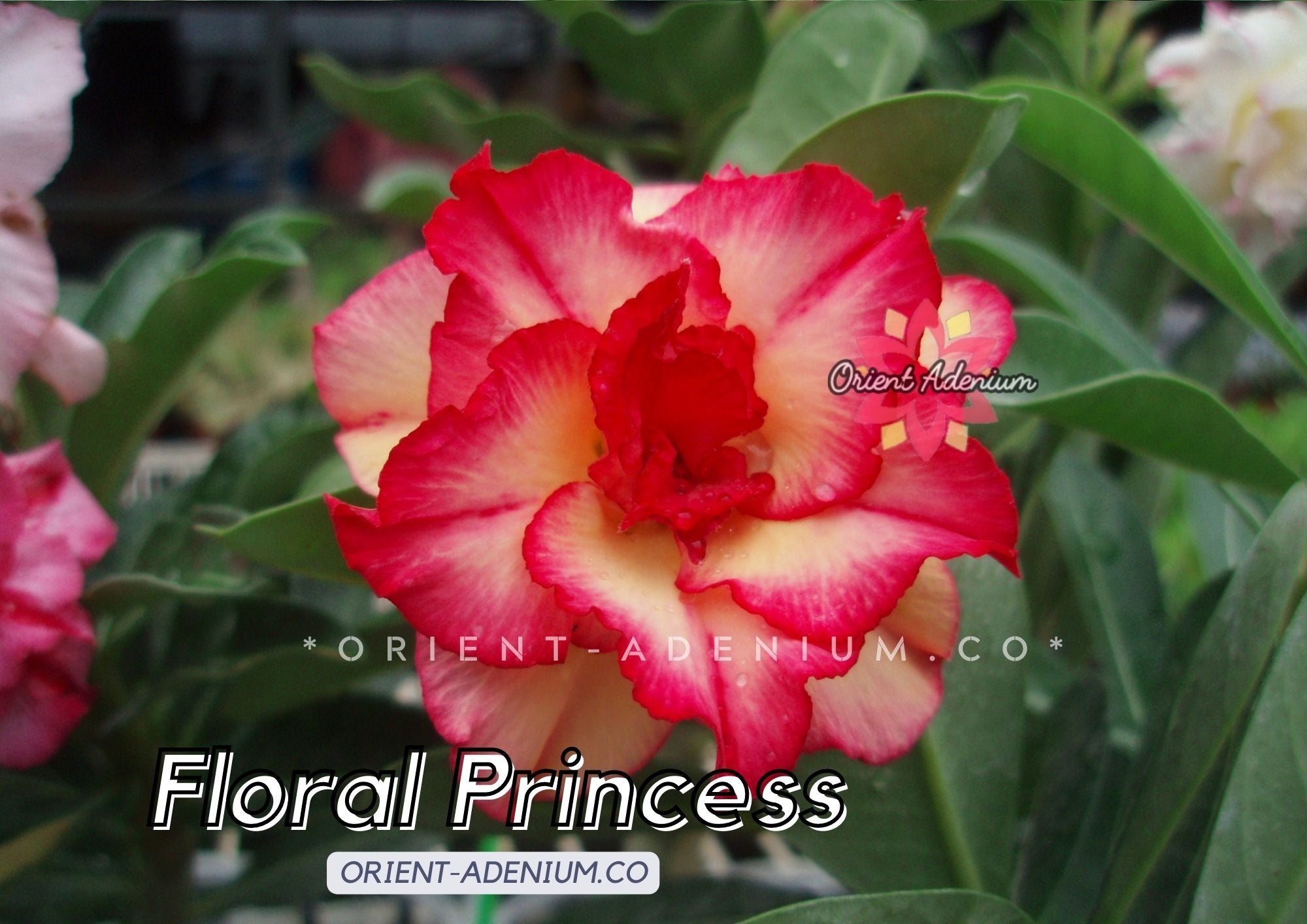 mr ko desert rose seeds Adenium obesum Floral Princess seeds