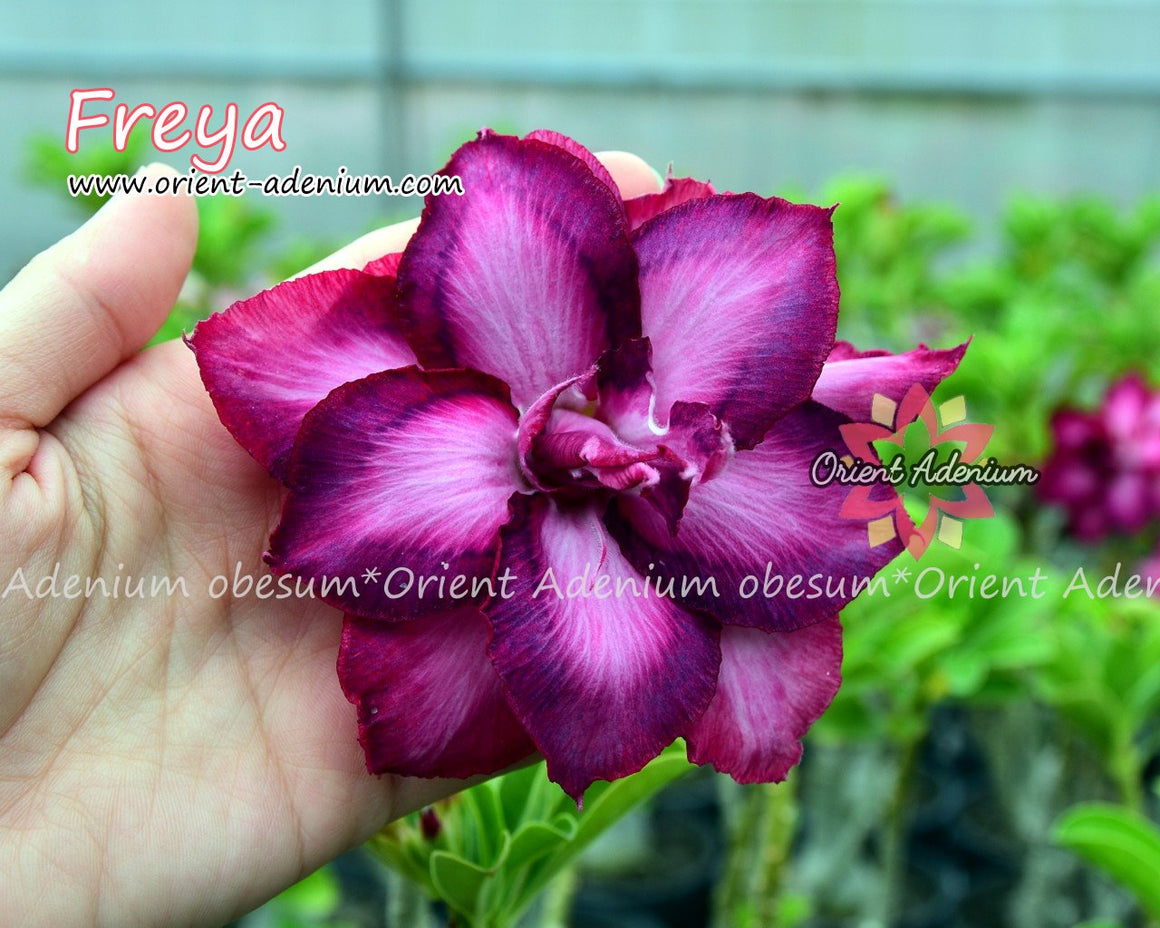 Adenium obesum Freya seeds