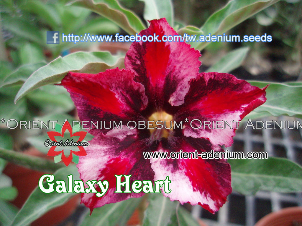 Adenium obesum Galaxy Heart Grafted plant