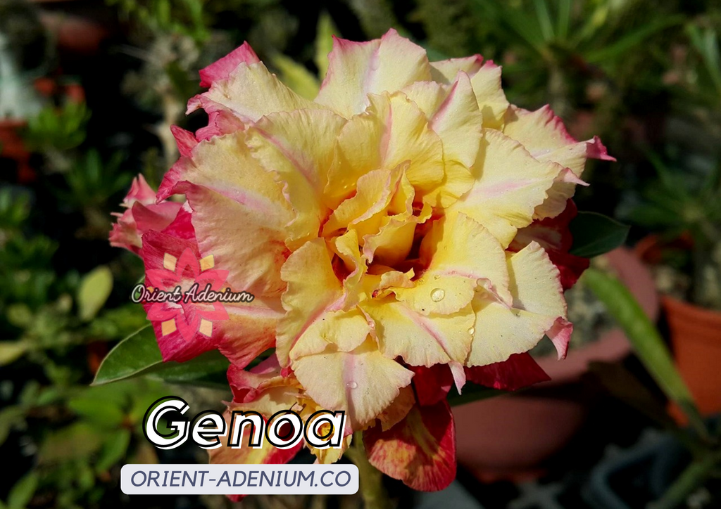 (CROSS BREED) Adenium obesum "Genoa" X "Golden Faith" seeds