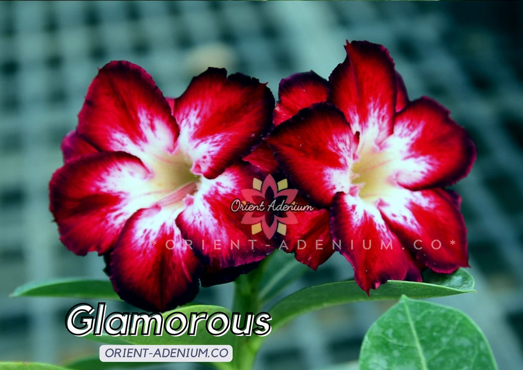 Adenium obesum Glamorous Grafted plant