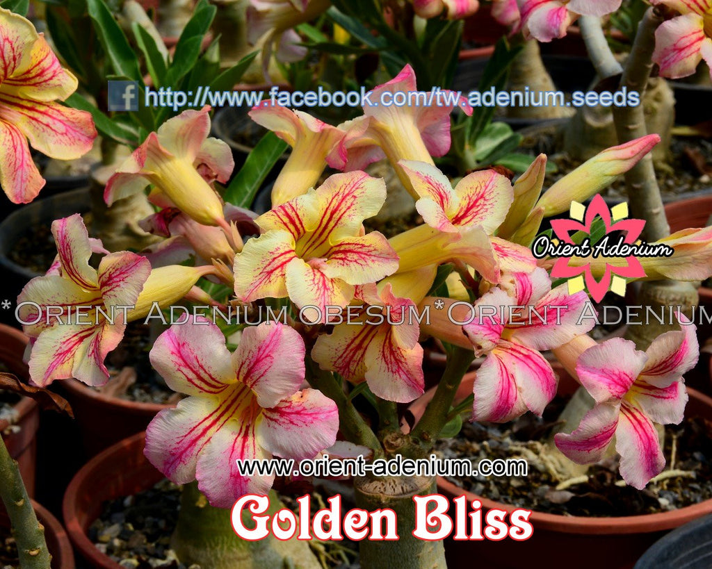 Adenium obesum Golden Bliss Grafted plant