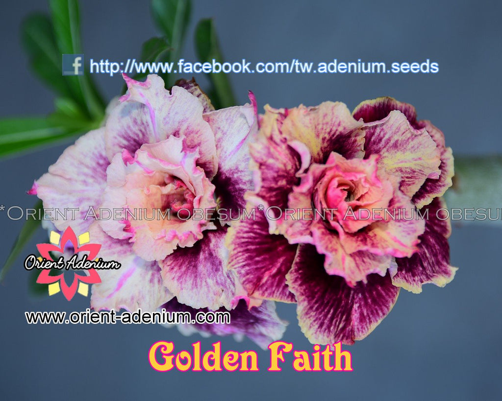 Adenium obesum Golden Faith seeds