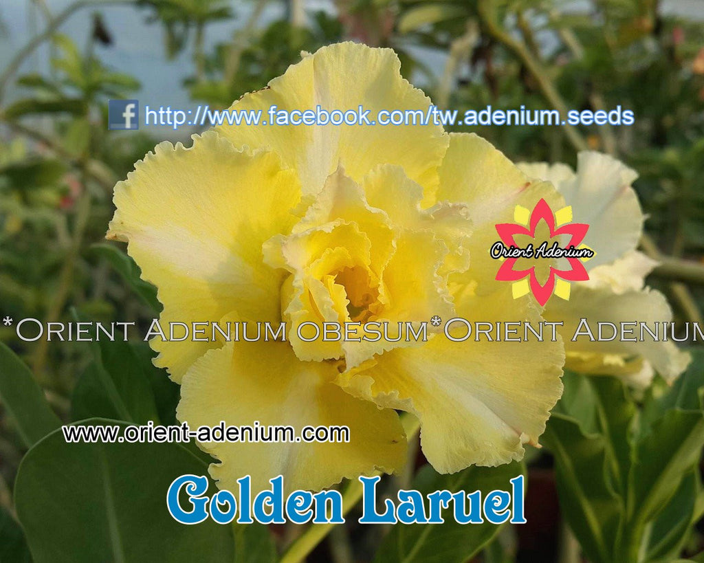 Adenium obesum Golden Laruel Grafted plant