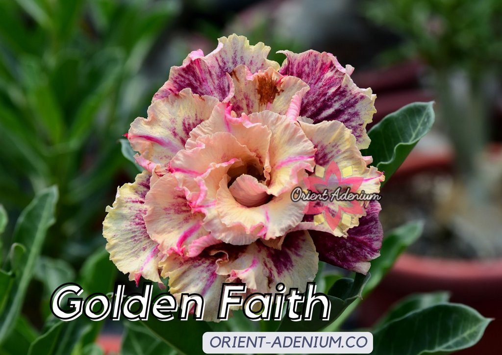 (CROSS BREED) Adenium obesum "Golden Faith" X "Triple Wish" seeds