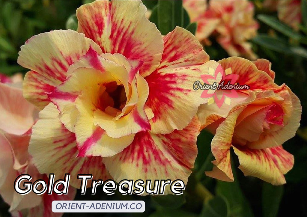 (CROSS BREED) Adenium obesum "Gold Treasure" X "Floral Angel" seeds