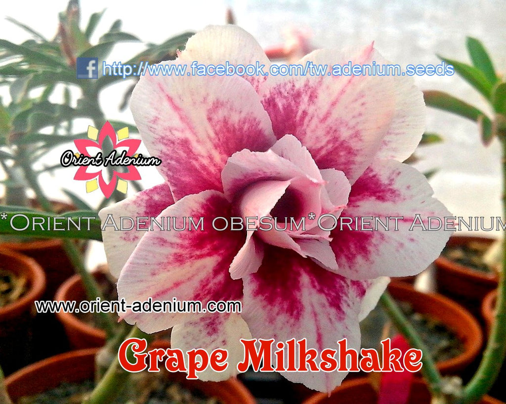 Adenium obesum Grape Milkshake Grafted plant