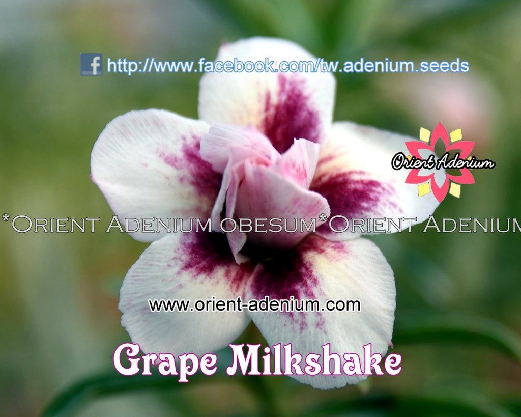 Adenium obesum Grape Milkshake Grafted plant